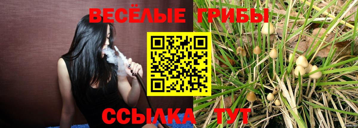 Галлюциногенные грибы Psilocybine cubensis Россия